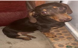 Teckel Miniatura perros en venta: Cachorro miniatura chocolate - Anuncio 1