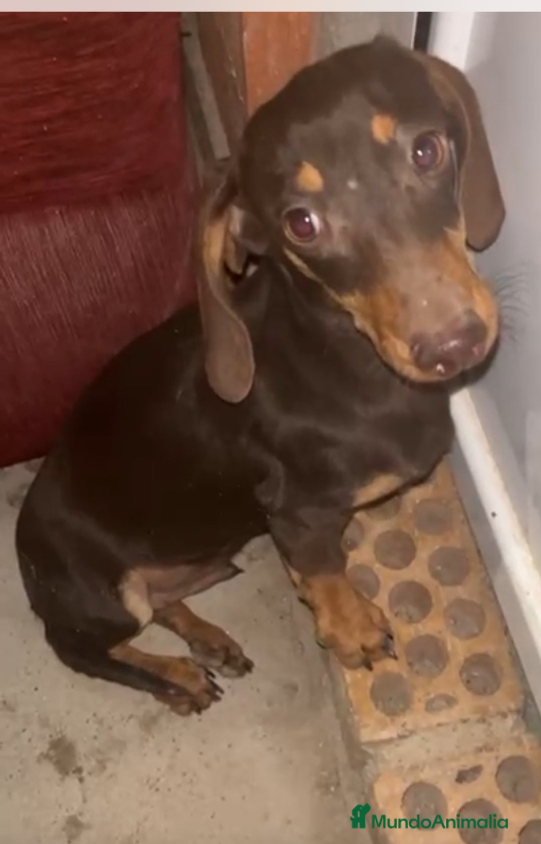 Teckel Miniatura perros en venta: Cachorro miniatura chocolate - Anuncio 1