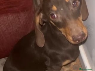 Teckel Miniatura perros Cachorro miniatura chocolate - Anuncio 1