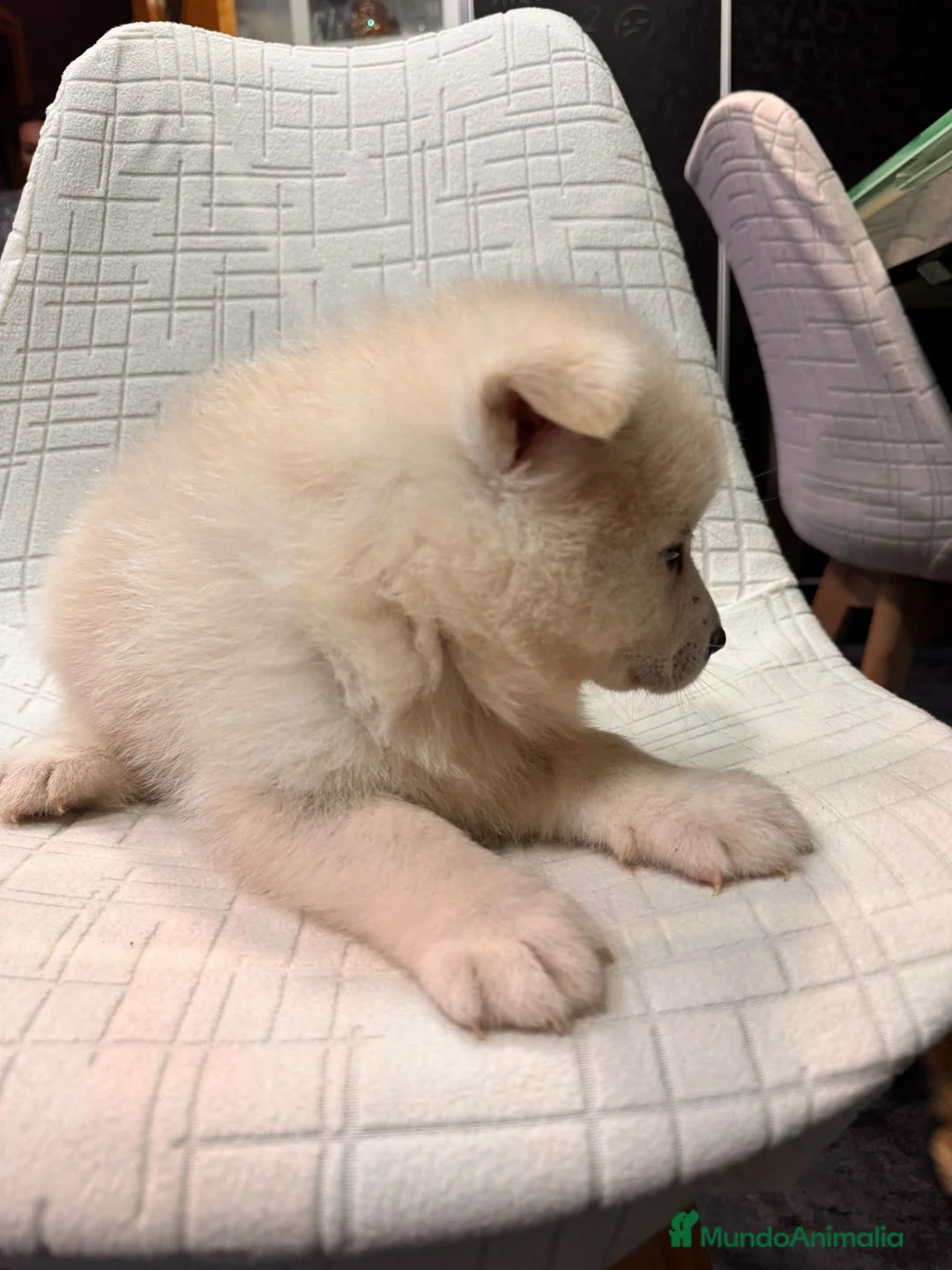 Pomsky perros en venta: Cachorro macho de Pomsky buen precio - Anuncio 10