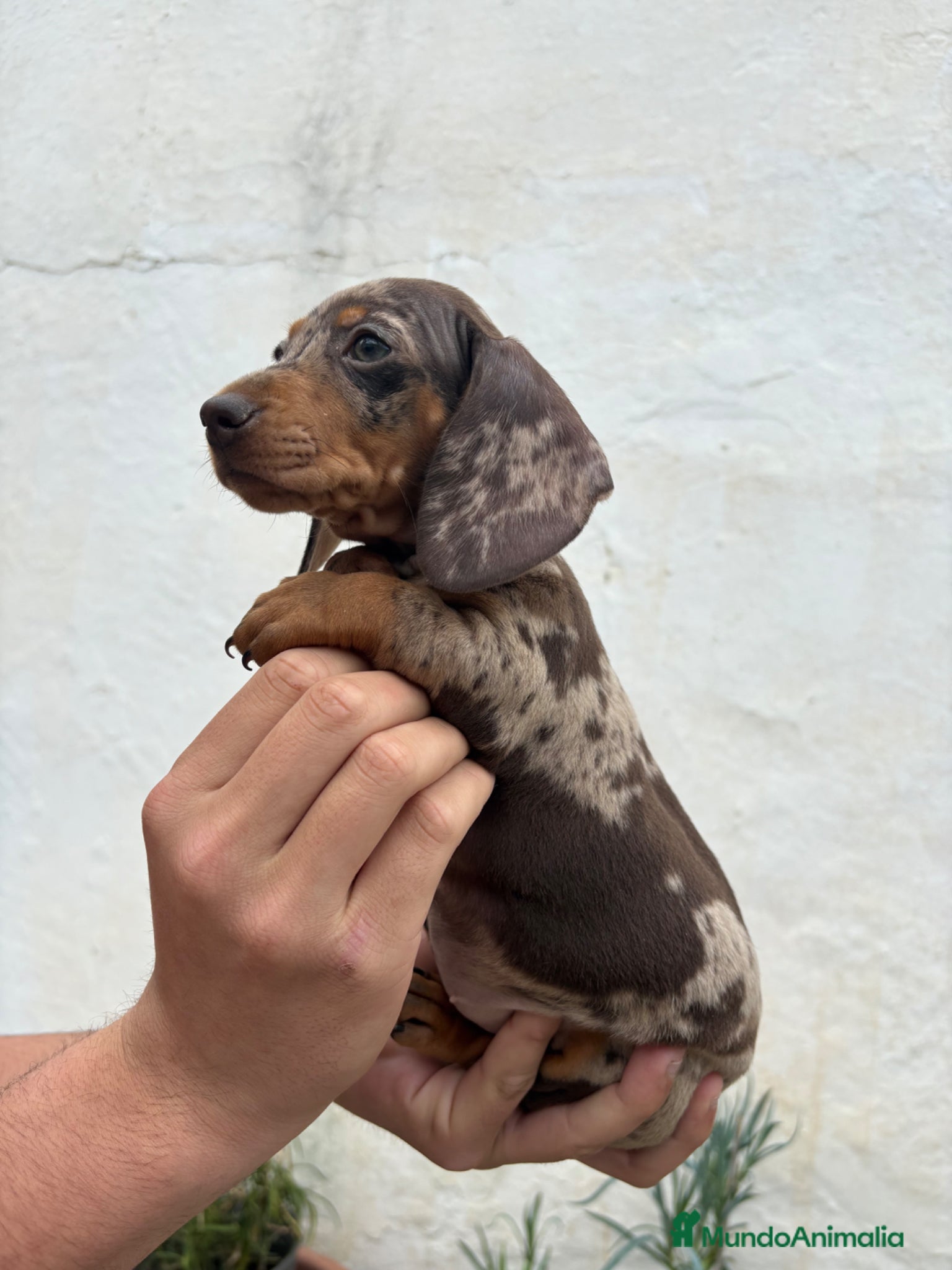 Teckel perros Teckels kaninchen  - Anuncio 1
