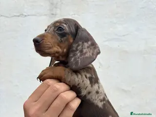 Teckel perros Teckels kaninchen - Anuncio 1