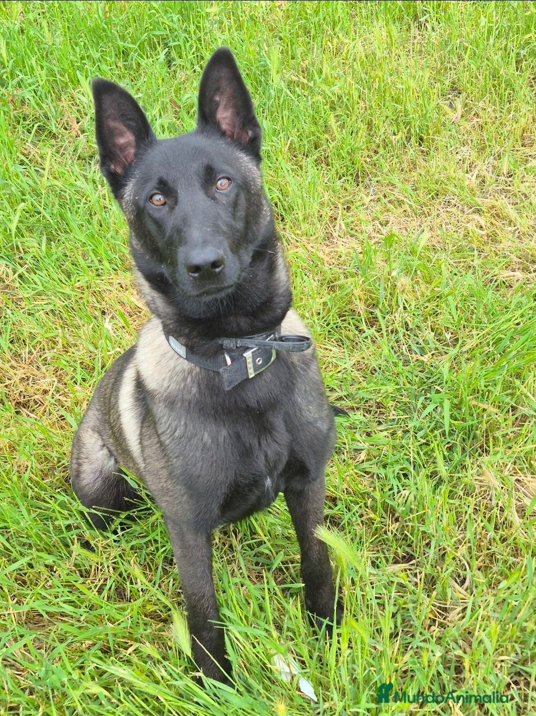 Pastor Belga Malinois perros Melinoas totalmente impresionantes  - Anuncio 1