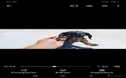 Teckel Miniatura perros en venta: Teckel miniatura - Imagen 10