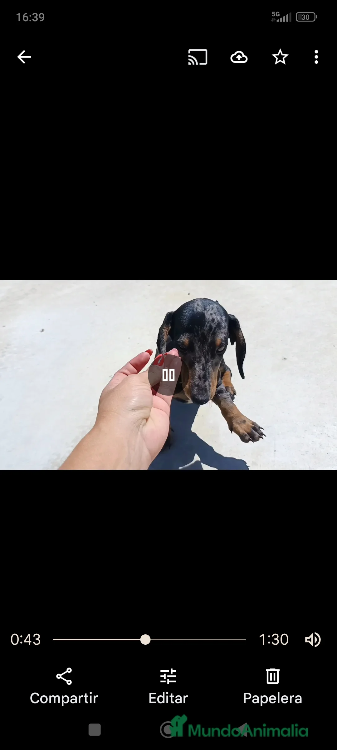 Teckel Miniatura perros en venta: Teckel miniatura - Anuncio 10
