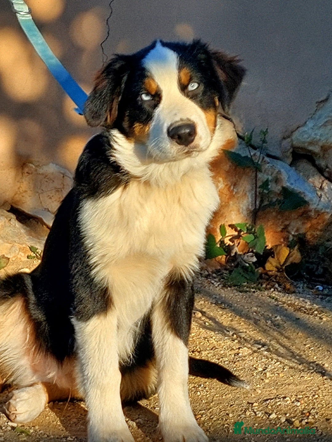 Pastor Australiano perros en venta: Macho con 6 meses - Anuncio 2