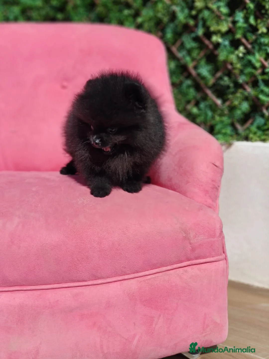 Pomerania perros en venta: Espectacular Pomerania  - Anuncio 5