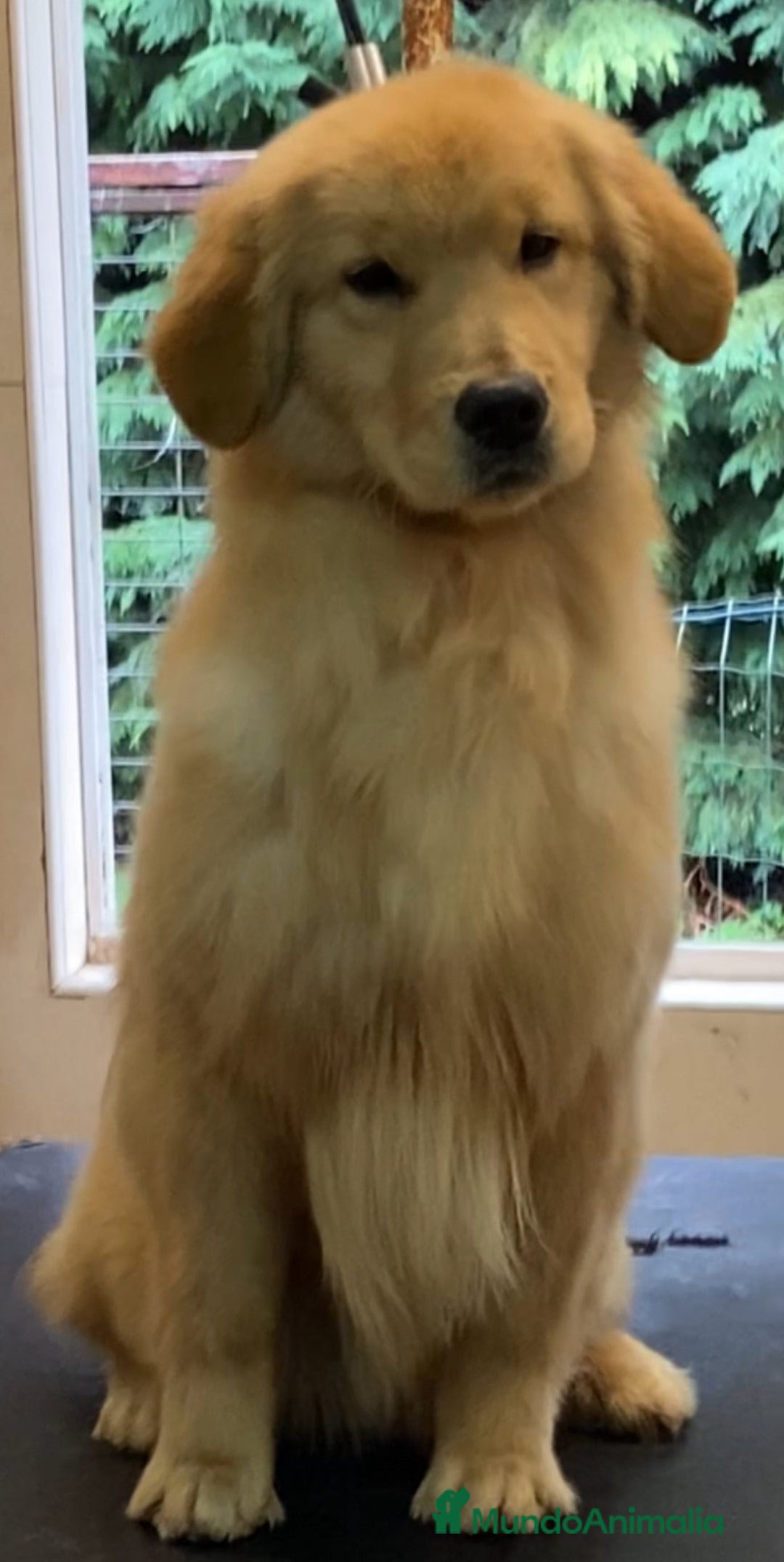 Golden Retriever perros en venta: Golden americano  - Anuncio 5