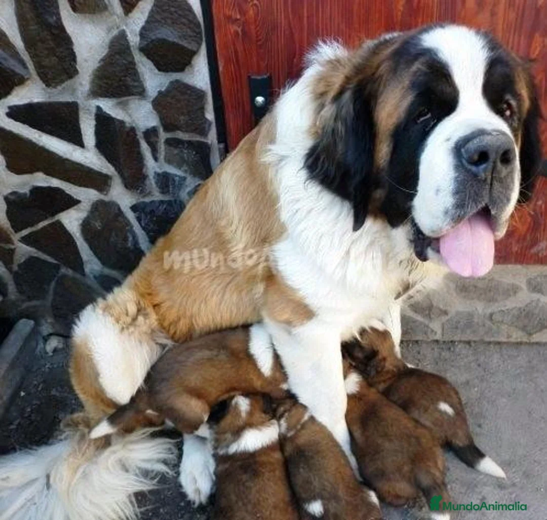 Imagen de galería {{count}}