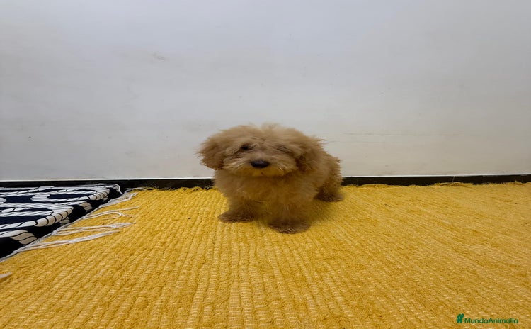Caniche Toy perros - Propaganda 1