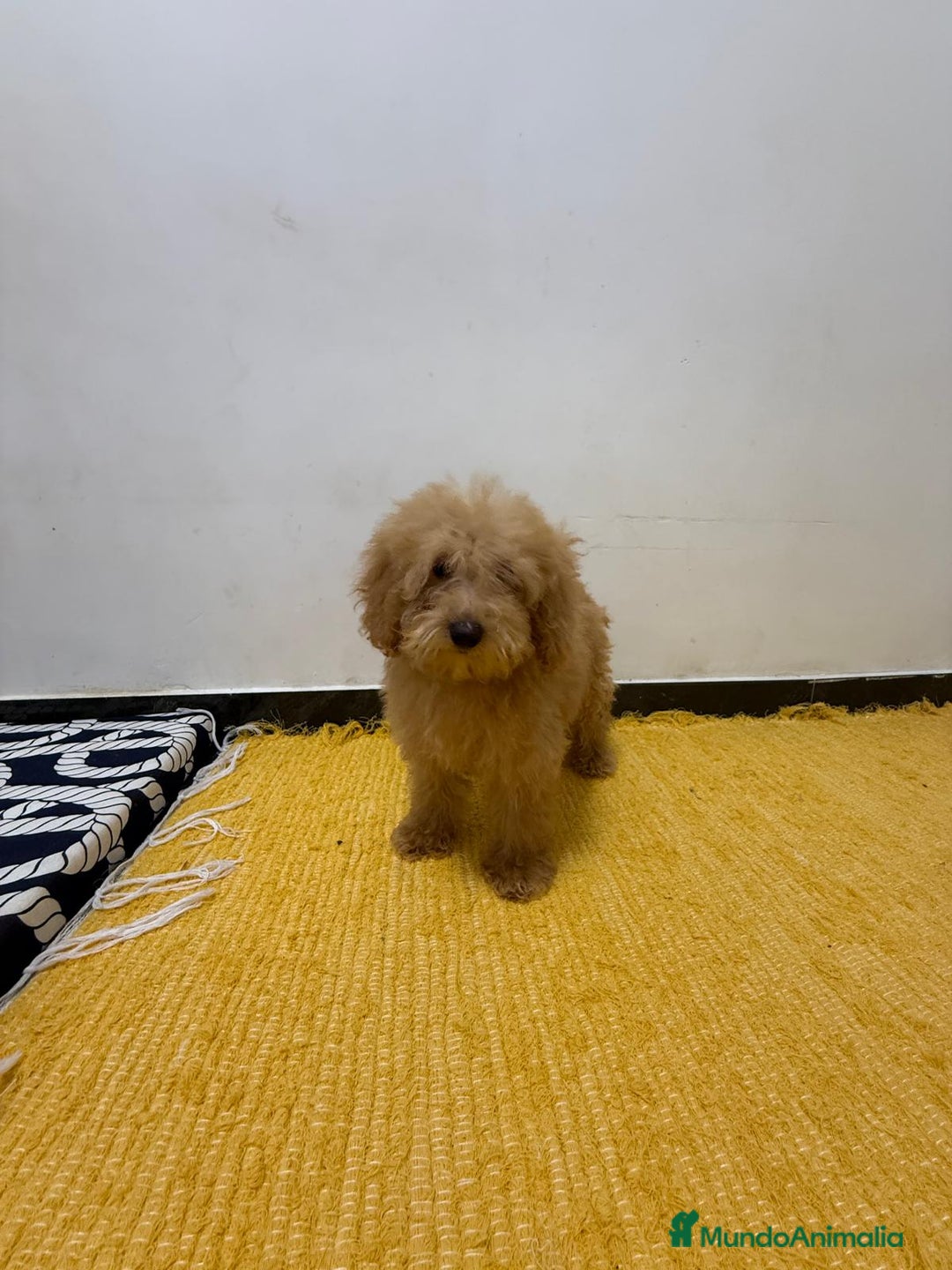 Caniche Toy perros en venta: MACHO TOY PRINCIPIO ENANO PEQUEÑO - Imagen 1