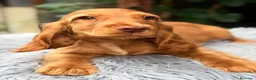 Cocker Spaniel Inglés perros en venta: Cocker inglés de gran calidad  - Anuncio 9