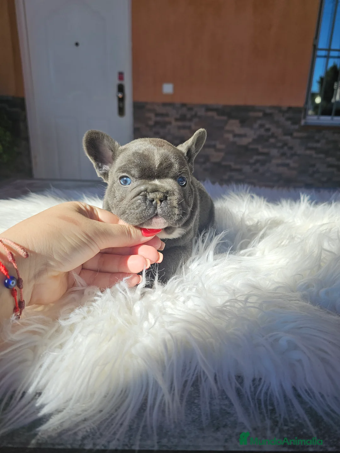 Bulldog Francés perros en venta: Bulldog francés exoticos - Anuncio 5