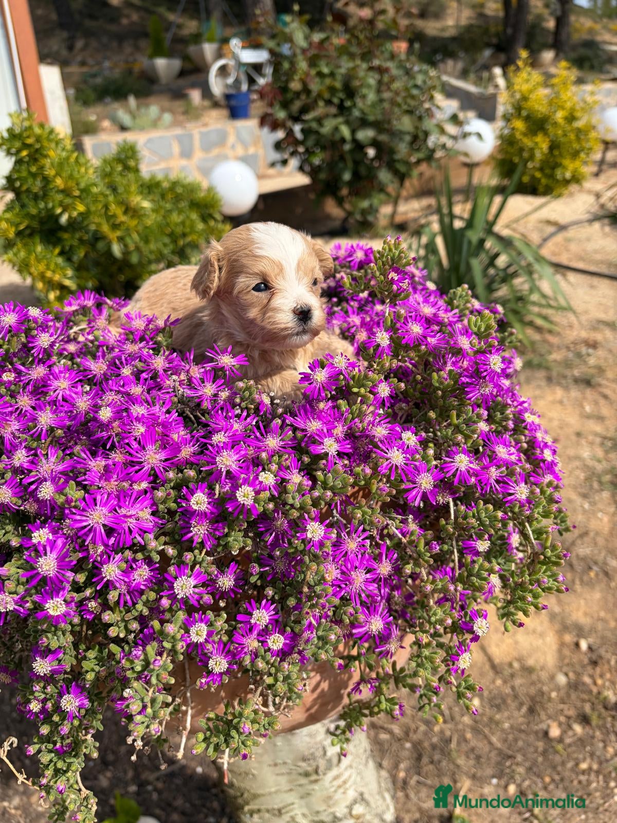 Maltipoo perros Maltipoo hembra Particolor !!! - Anuncio 2
