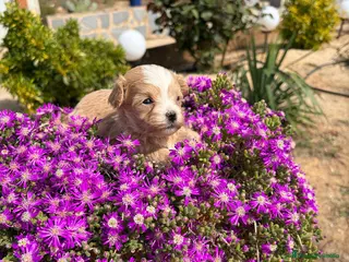 Maltipoo perros Maltipoo hembra Particolor !!! - Anuncio 2