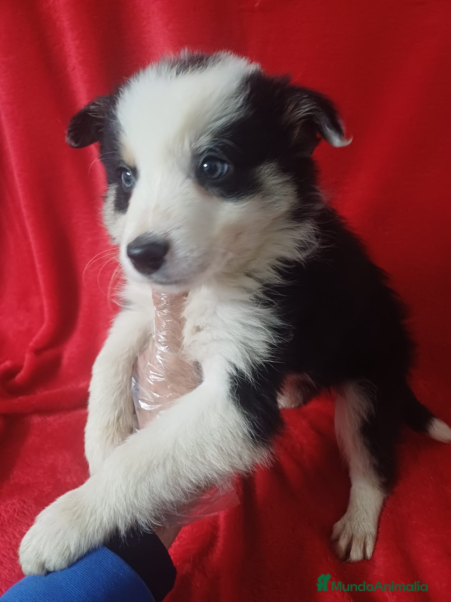 Border Collie perros Border Collie Blanco y Negro  - Anuncio 2