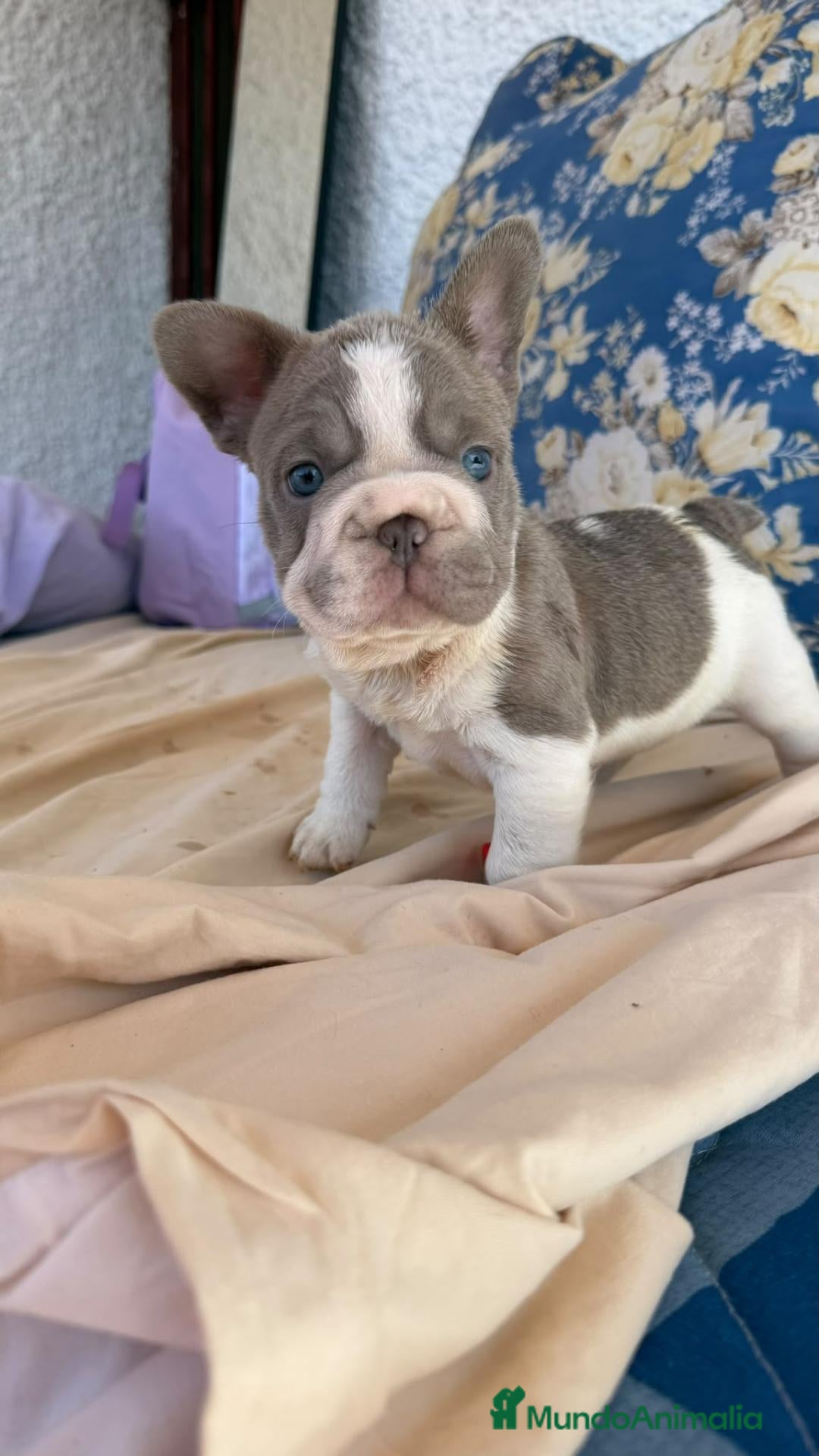 Bulldog Francés perros Machito bulldog frances  - Anuncio 1