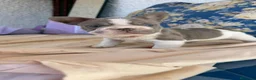 Bulldog Francés perros en venta: Machito bulldog frances  - Anuncio 1