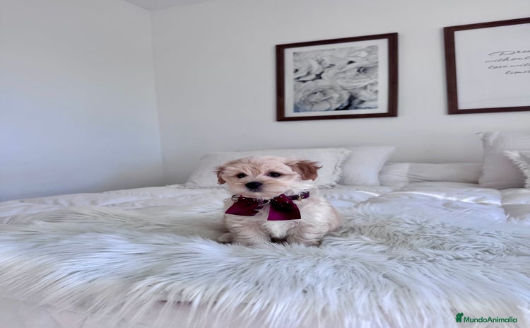Maltipoo perros - Anuncio 14