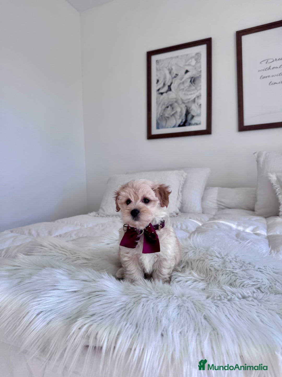 Maltipoo perros en venta: Maltipoo - Imagen 1