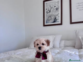 Maltipoo perros - Anuncio 5