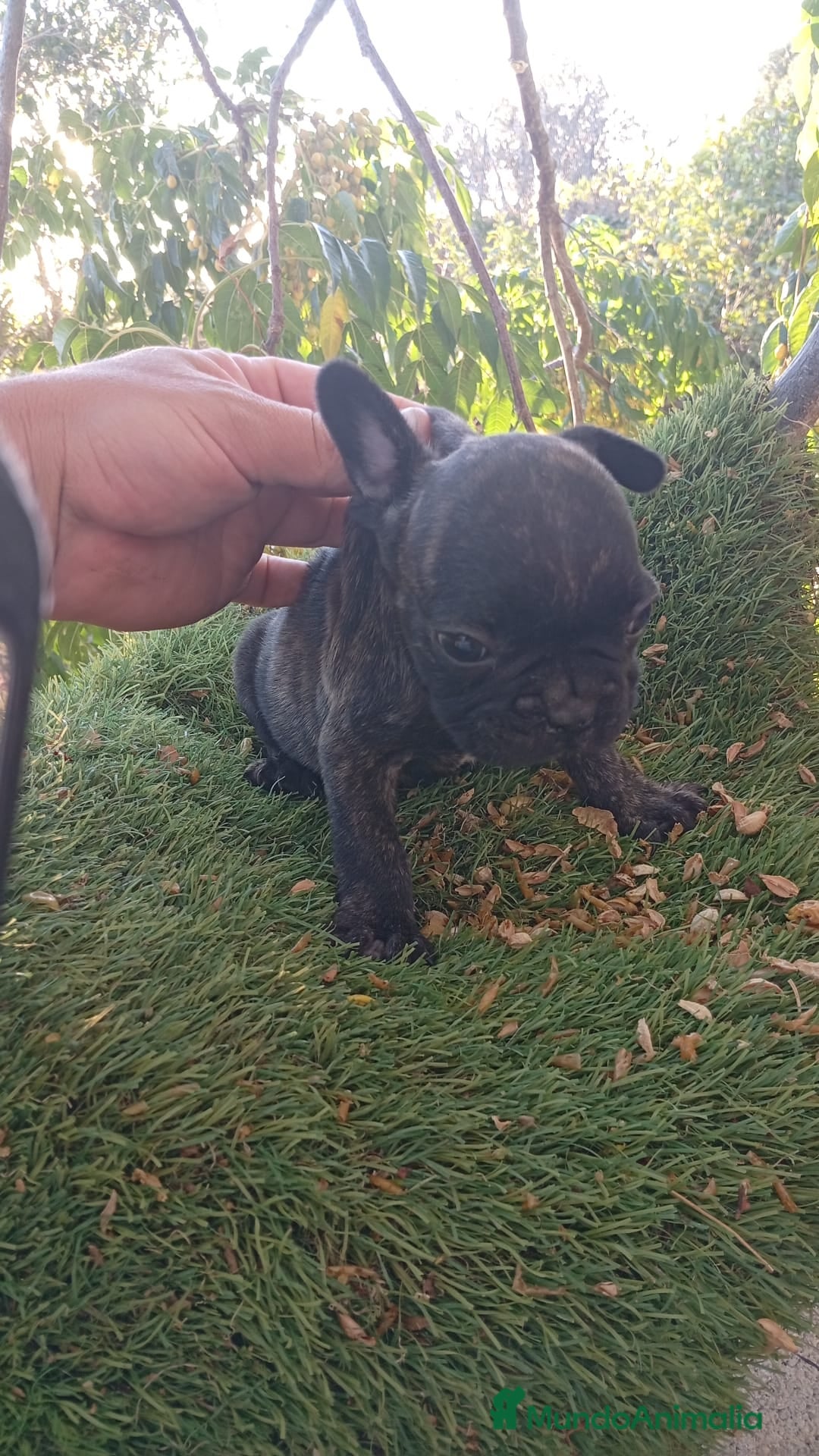 Bulldog Francés perros en venta: Bulldog francés  - Imagen 7
