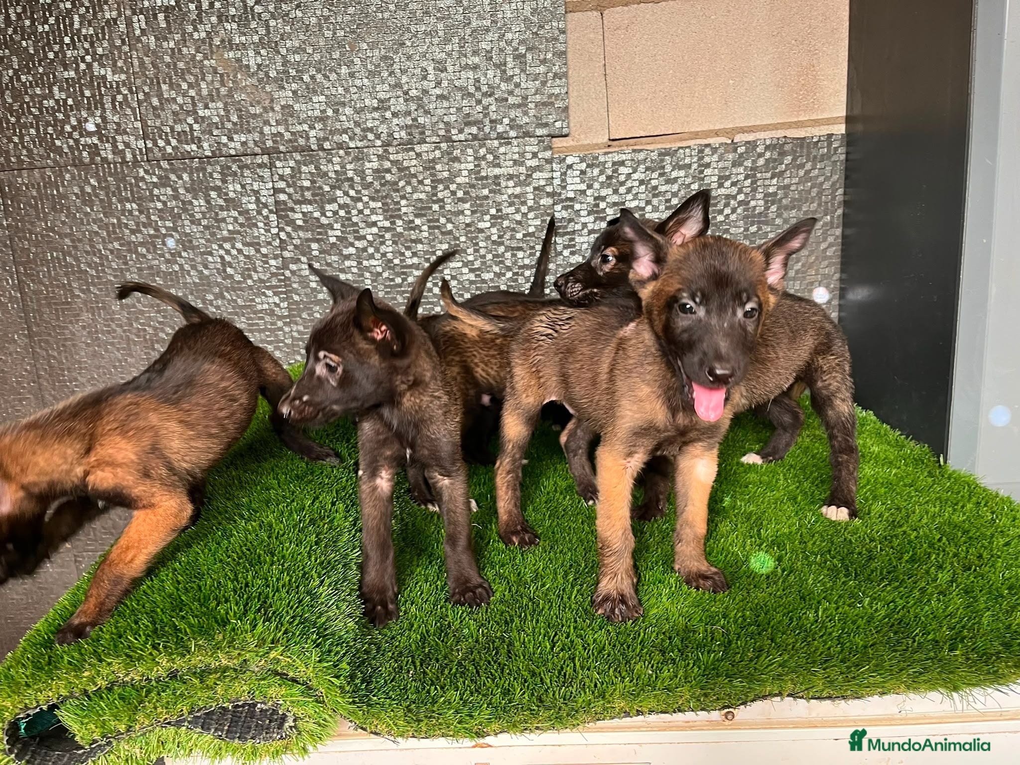 Pastor Belga Malinois perros Disponible Pastores belga Malinois  - Anuncio 1