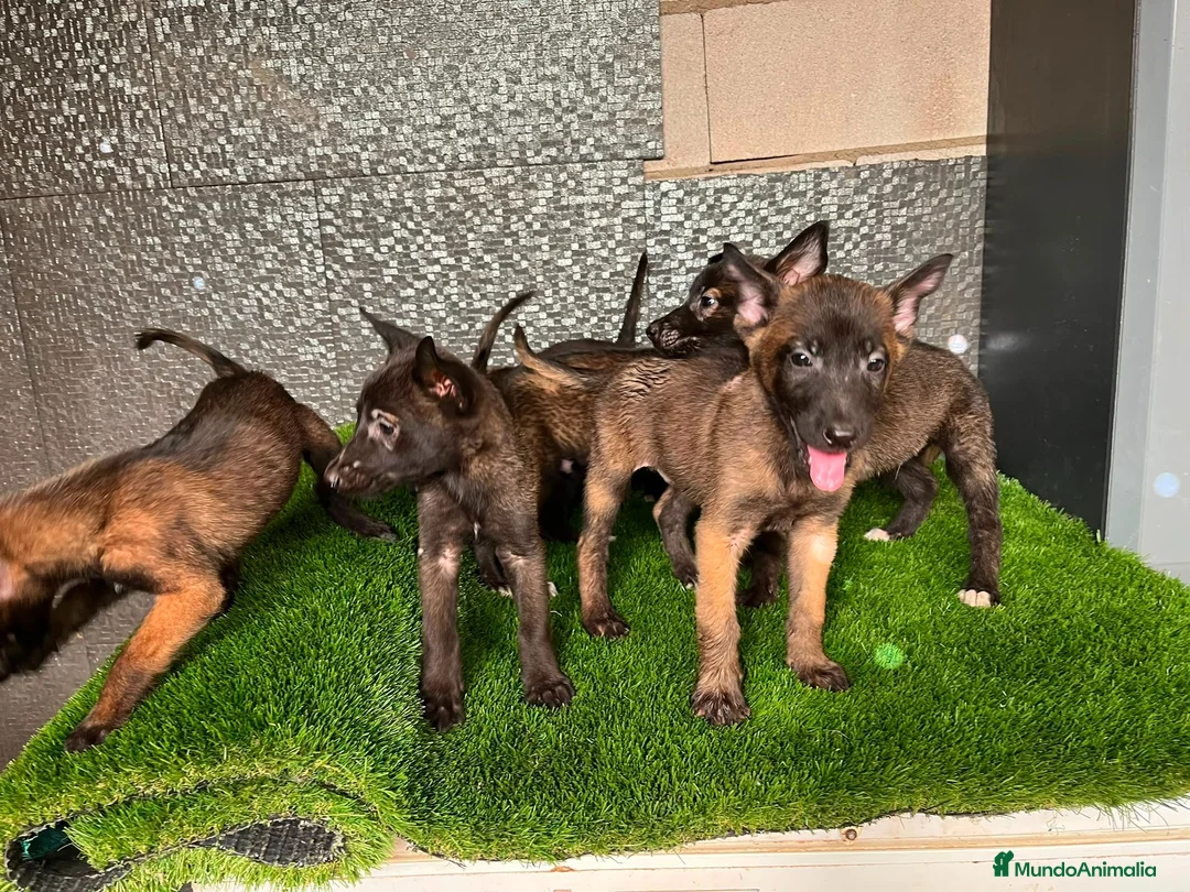 Pastor Belga Malinois perros en venta: Disponible Pastores belga Malinois  - Anuncio 1