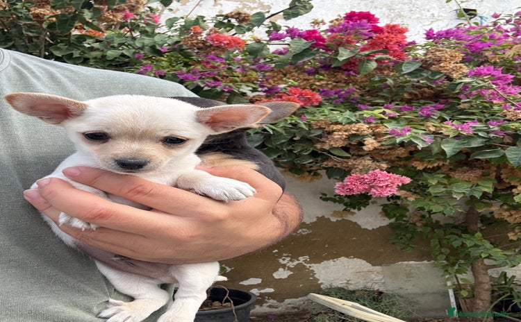 Chihuahua perros - Anuncio 1