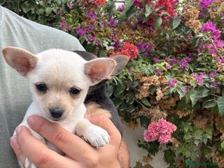 Chihuahua perros - Anuncio 1