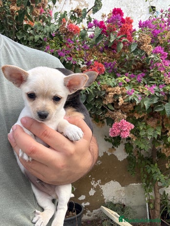 Chihuahua perros - Anuncio 1