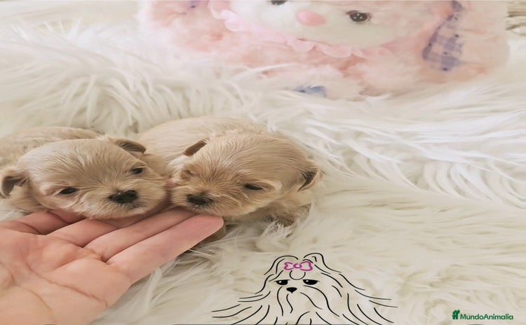 Maltipoo perros - Anuncio 1