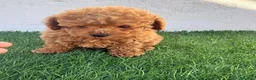Caniche Toy perros en venta: Caniche toy - Anuncio 13