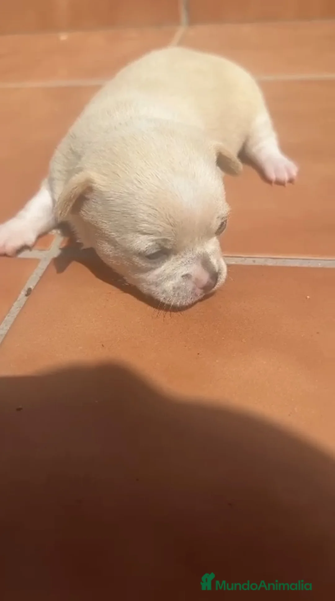 Chihuahua perros en venta: Preciosas chihuahuas hembras💖🐾🐾 - Anuncio 2