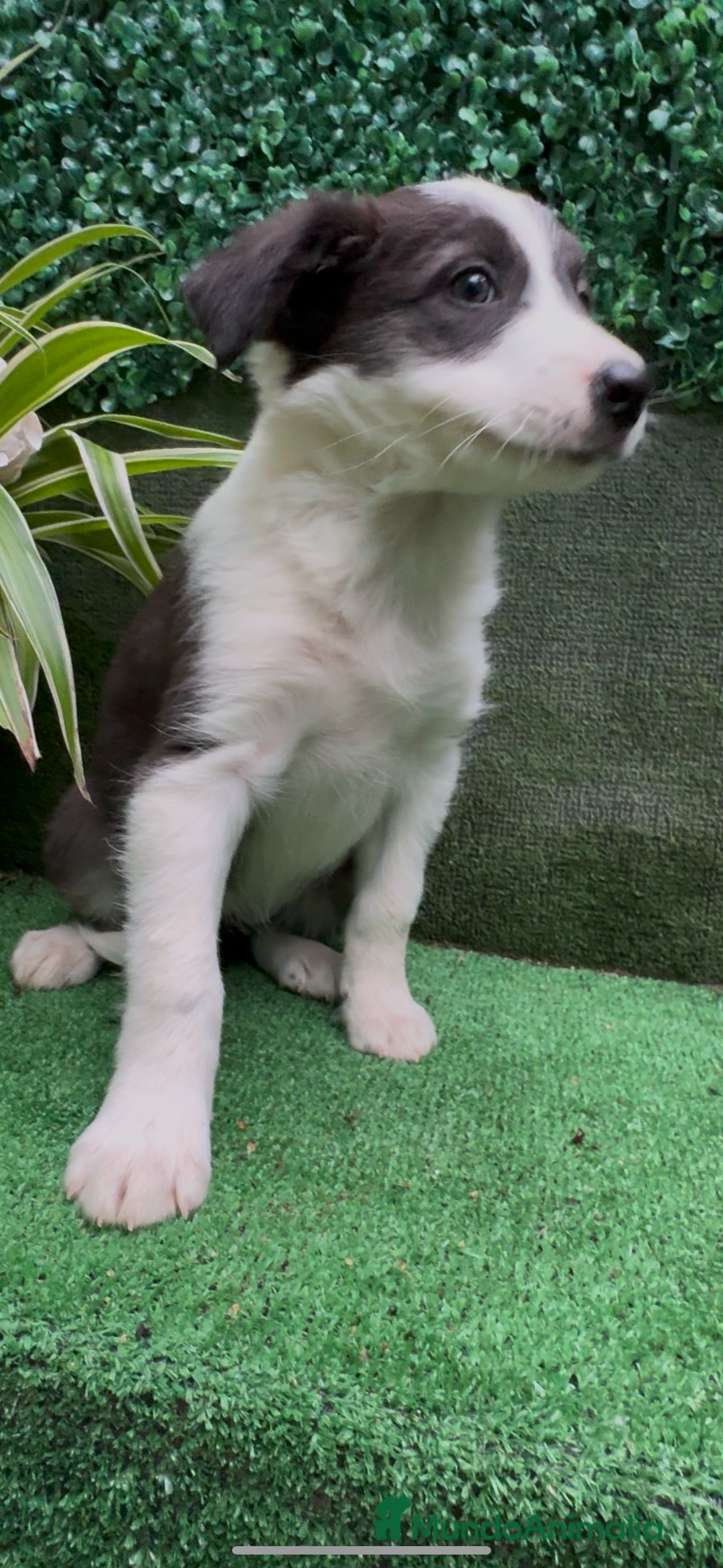 Border Collie perros en venta: Border Collie De Villa Biznaga - Anuncio 28