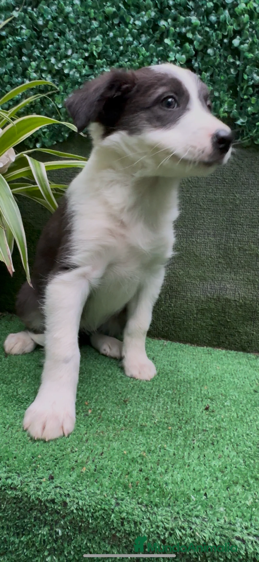 Border Collie perros en venta: Border Collie De Villa Biznaga - Anuncio 28