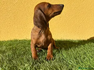 Teckel Miniatura perros Tekel miniatura merle chocolate solido - Anuncio 11