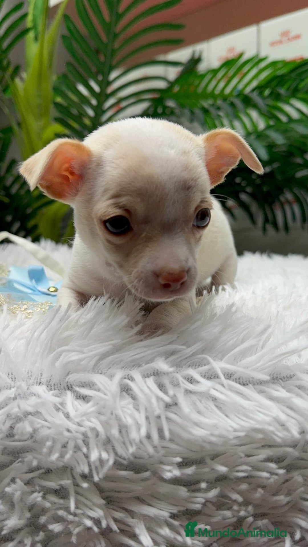 Chihuahua perros en venta: CHIHUAHUA MACHO - Anuncio 5