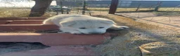 Pastor Blanco Suizo perros en venta: Pastor Suizos de Calidad  - Anuncio 1