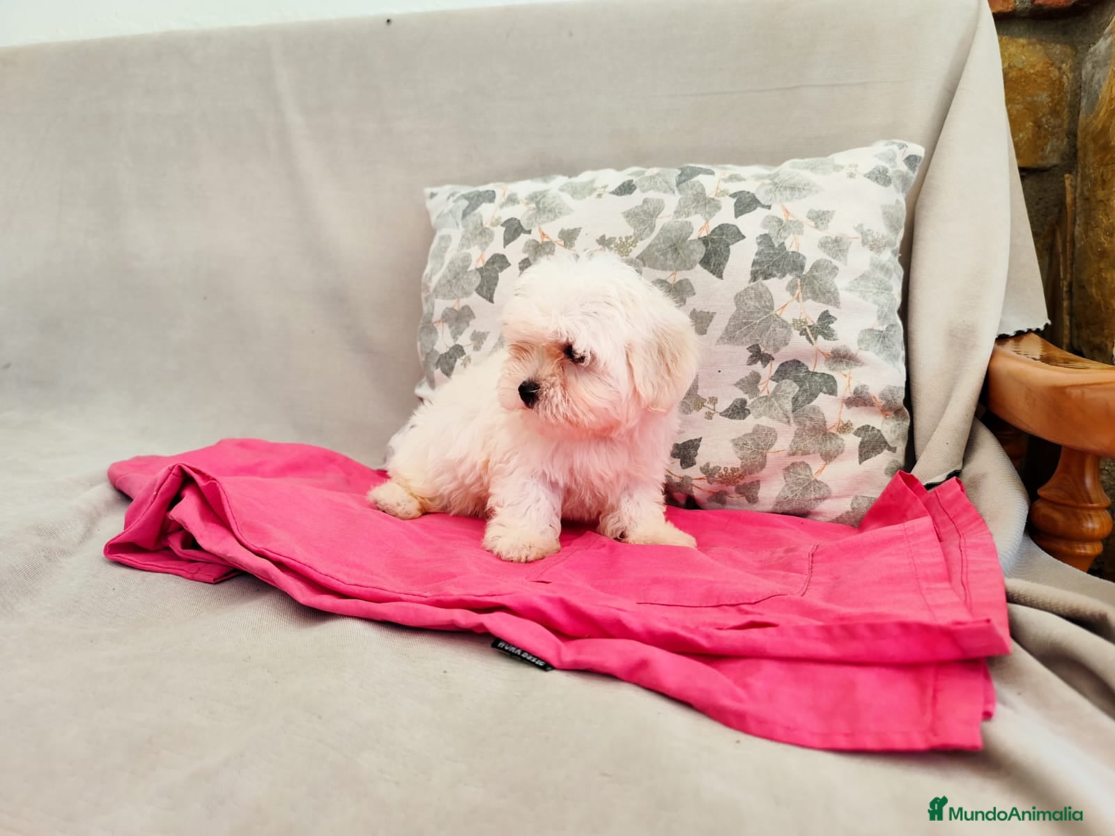 Bichón Maltés perros en venta: Machito de bichón maltés  - Anuncio 1