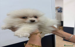 Pomerania perros en venta: Exclusivo Pomerania, muy toy - Imagen 2