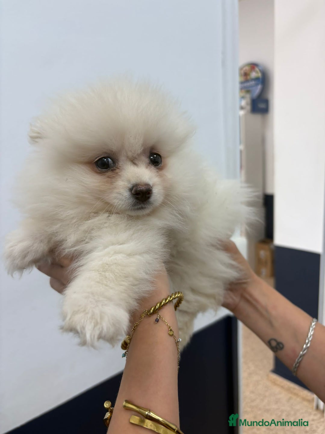 Pomerania perros en venta: Exclusivo Pomerania, muy toy - Imagen 2