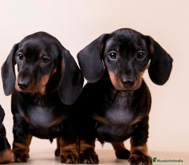 Teckel Miniatura perros Teckel canichen  en Badajoz - Anuncio 9