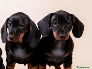 Teckel Miniatura perros Teckel canichen en Badajoz - Anuncio 20