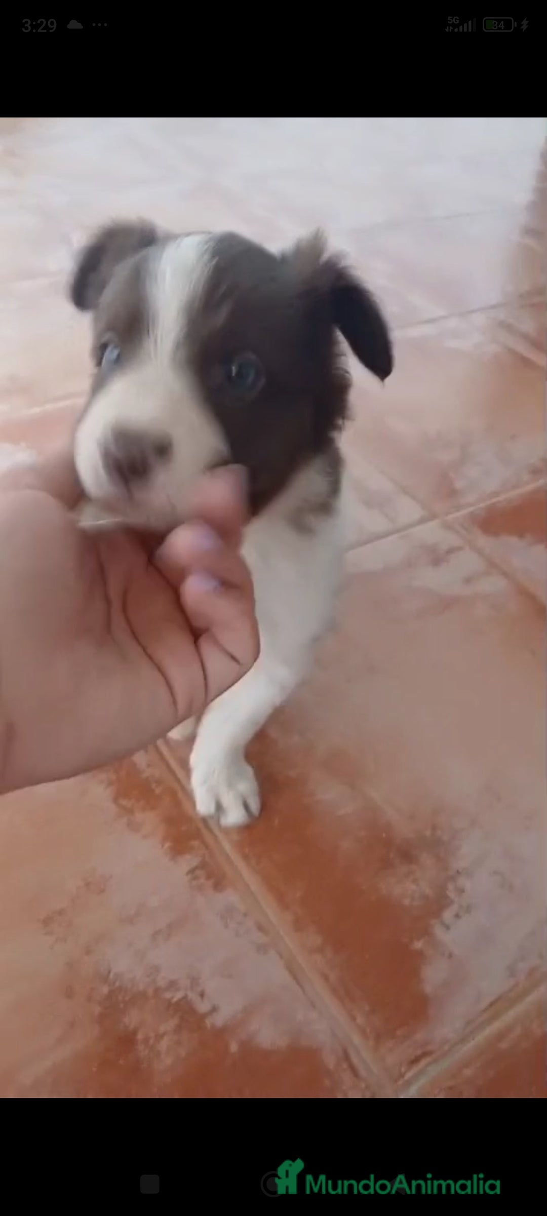 Border Collie perros en venta: Border collie  - Imagen 4