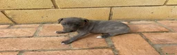 Pequeño Lebrel Italiano perros en venta: Galgo Italianos Blue - Anuncio 1