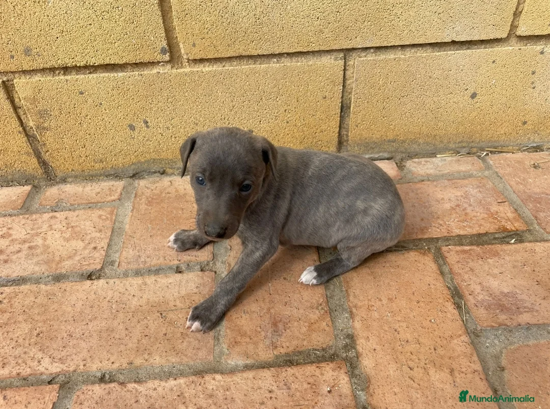 Pequeño Lebrel Italiano perros en venta: Galgo Italianos Blue - Anuncio 1