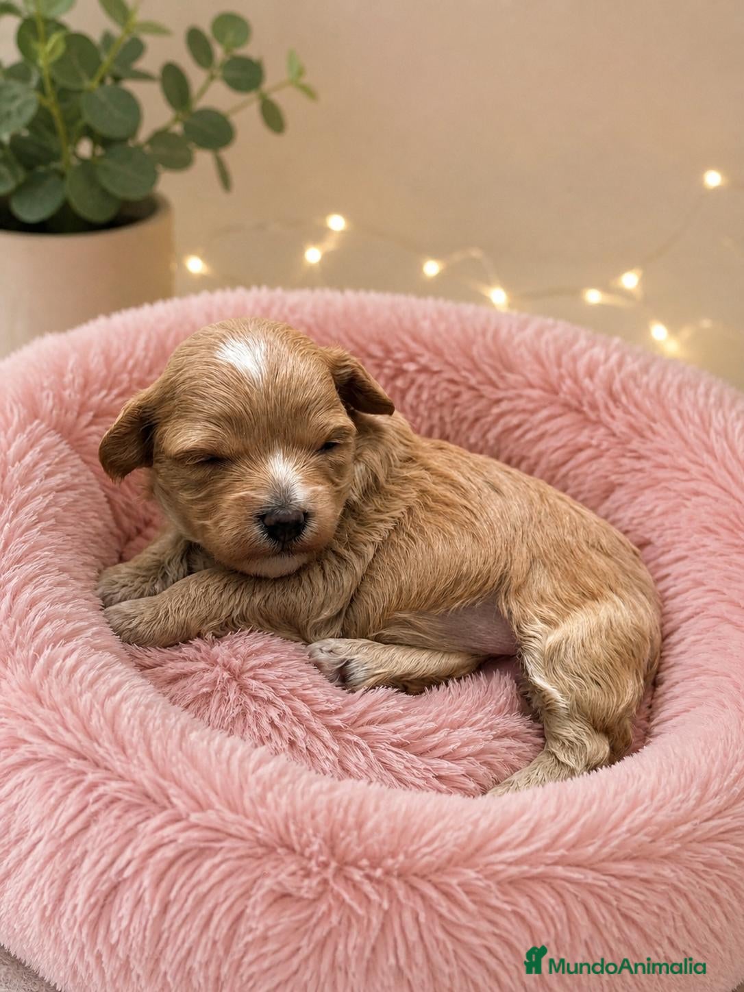 Maltipoo perros Maltipoo - Anuncio 1