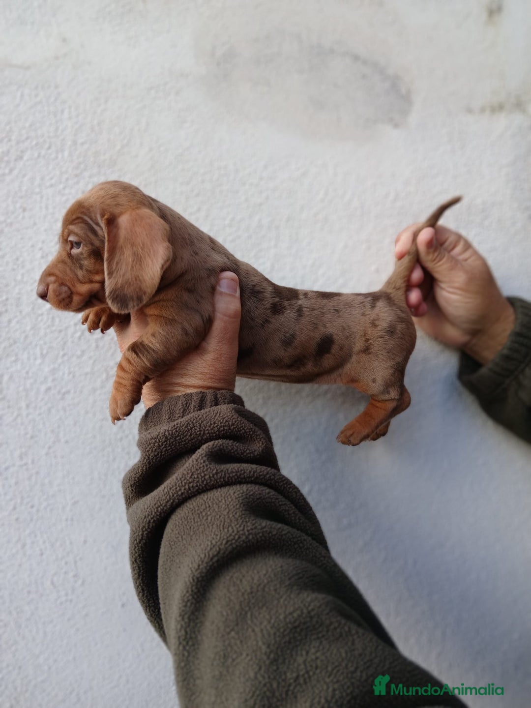 Teckel Miniatura perros en venta: camada teckel arlequín y todos los colores  - Anuncio 10