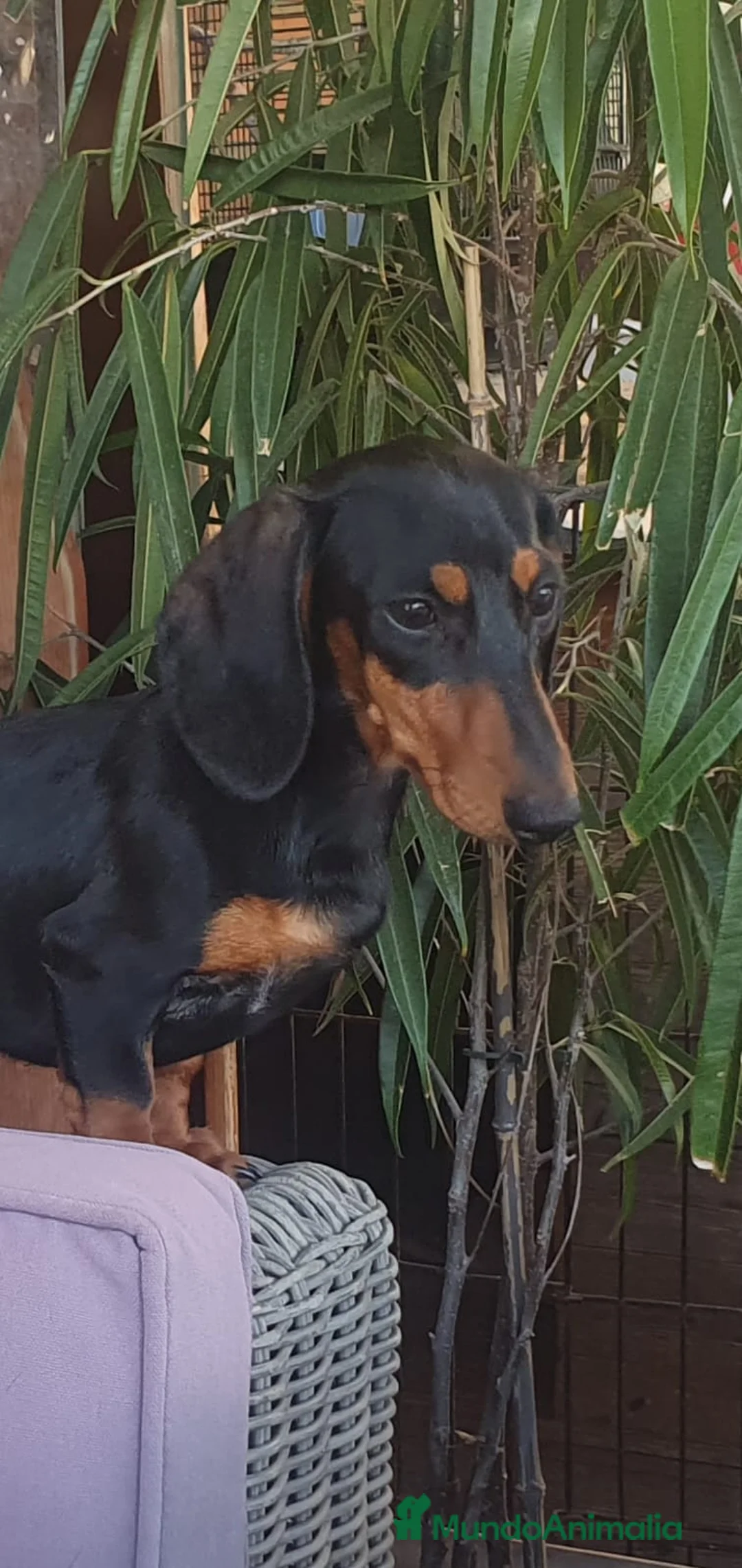 Teckel Miniatura perros en venta: TECKEL HEMBRA KANNICHEN - Anuncio 1